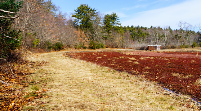 Rustic shed on cranberry bog