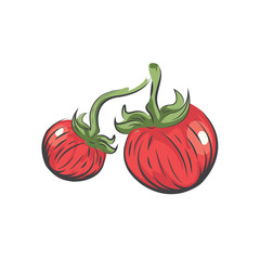 Tomato vector drawing icon watercolor