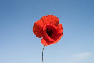 Poppy flower