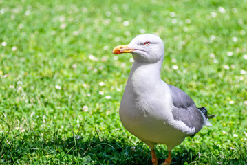 Seagull portrait 1