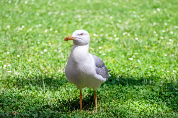 Seagull portrait 2