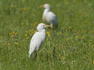 Fototapeta premium Cattle egret (Bubulcus ibis)