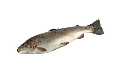 fresh rainbow trout