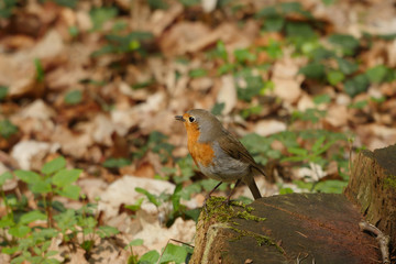 robin bird