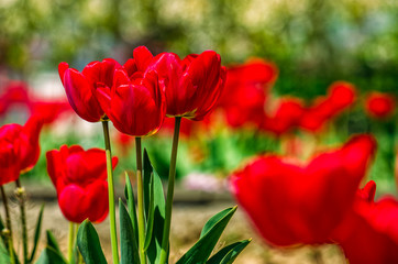 red tulips on green blurred background