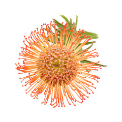 red protea isolated