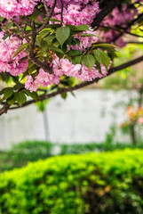 Sakura flower blossom in garden at springtime
