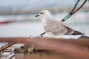 Young seagull 1