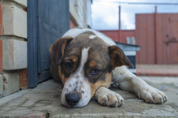 A dog with freckles