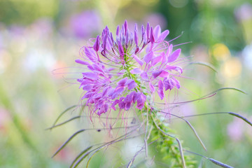 Violet flower close-up