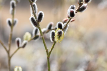 Pussy willow