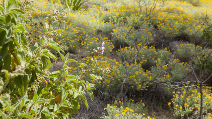 flora of Gran Canaria -  Lotus holosericeus