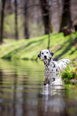 dalmatian