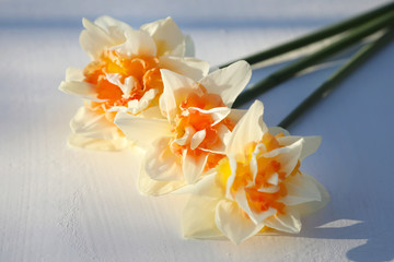 Double daffodils on a light background.