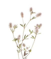 flora of Gran Canaria - Trifolium arvense, harefoot clover  © Tamara Kulikova