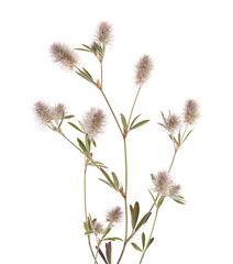 flora of Gran Canaria - Trifolium arvense, harefoot clover  © Tamara Kulikova