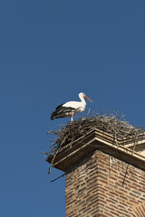 Leon (Spain): stork in the nest