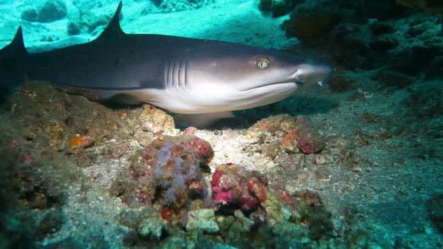 Black tip reef sharks swimming underwater