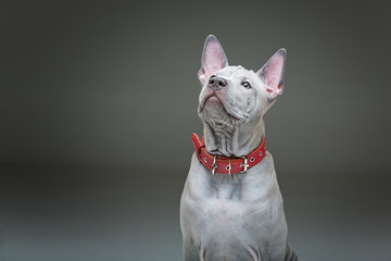 Thai ridgeback puppy