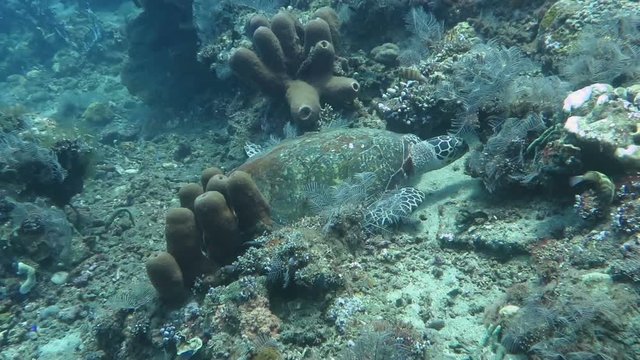 Hawksbill sea turtle current on coral reef island Bal