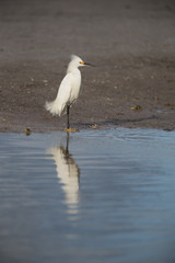 Snowy egret