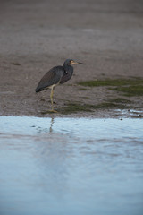 Tricolored heron
