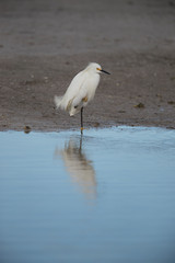 Snowy egret
