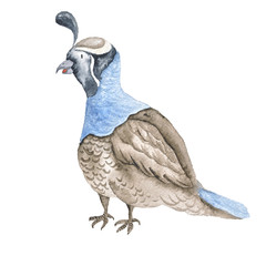 Quail Bird Watercolor Brown Hand-Painted Isolated
