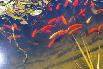 Koi fish.Koi or gold fish in a pond with a water lily