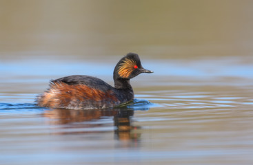 Black necked grebe in first morning light.