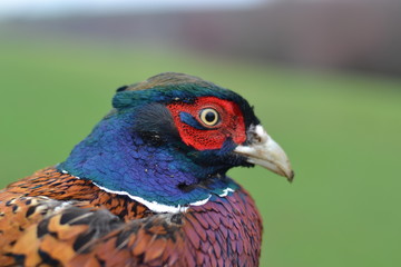 Common pheasant detail