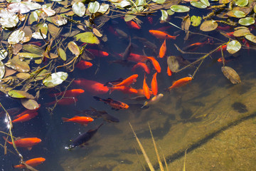 Koi fish.Koi or gold fish in a pond with a water lily