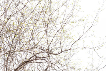 Obraz premium Summer Treetop