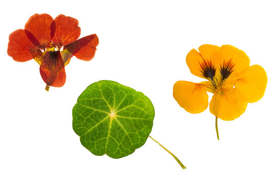 Pressed And Dried Brown, Orange Flowers Nasturtium. Isolated