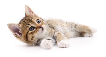 Kitten on white background. © Anatolii