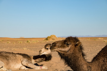 Kamele in der Sahara