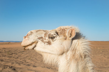 Kamel in der Sahara