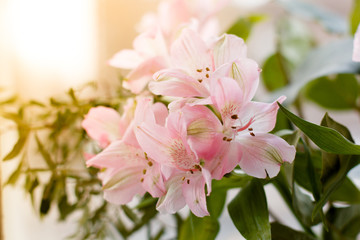 Photo of a gentle roze freesia on sunlight backgroung. Green leaves.