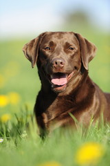 Braune Labradorhündin