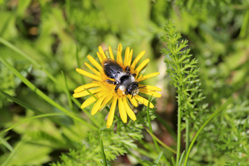 Hummel auf Löwenzahn