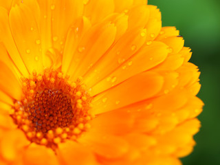 Orange flower of calendula with dew. Background. Close-up.