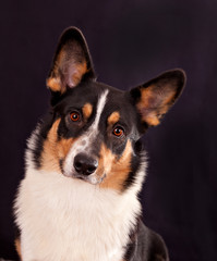 Portrait of a dog breed Cardigan Welsh Corgi on a black background