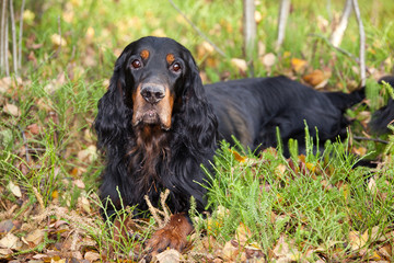 Gordon Setter dog breed in the autumn park
