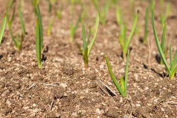 Spring garlic shoots. Growing vegetables. Green shoots of garlic in the dirt in the garden.