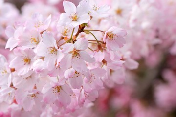 桜（ジンダイアケボノ）