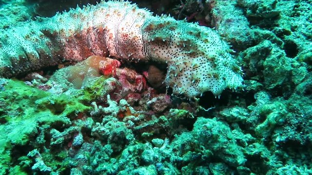 Sea cucumber Holothuria edukis on coral reef, Bali