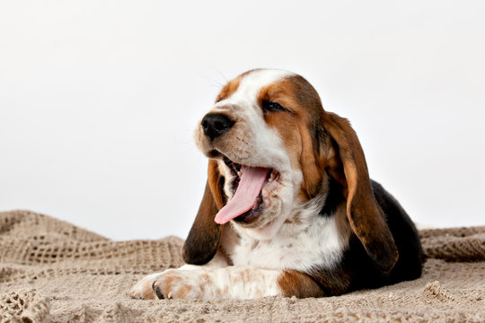 Basset hound puppy sits on a white background and yawns