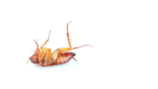 cockroaches on isolated