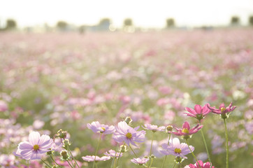 Obraz premium コスモス