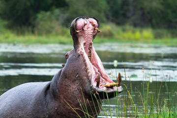 Hippopotomus Africa's biggest killer